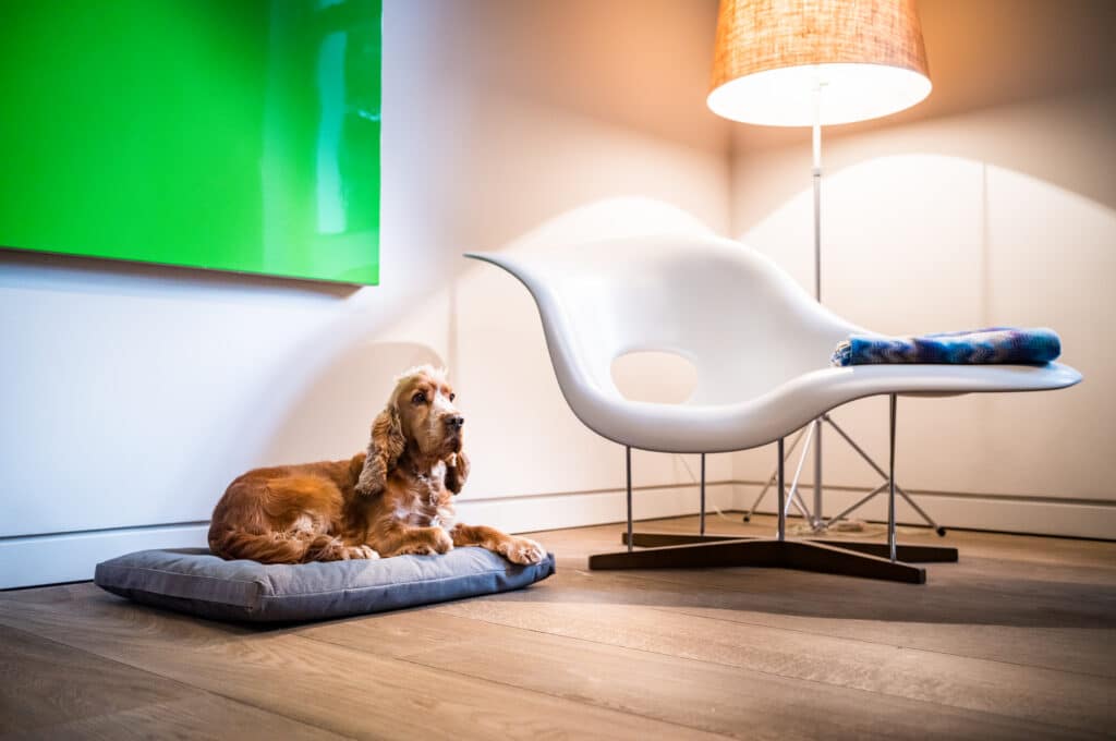Braun-goldener Cocker Spaniel liegt entspannt auf einem grauen Cloud7-Hundekissen im geschmackvoll eingerichteten Wohnbereich eines Apartments.