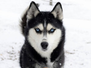 Portrait eines schwarz-weißen Huskys mit strahlend blauen Augen im Schnee, der direkt in die Kamera blickt.