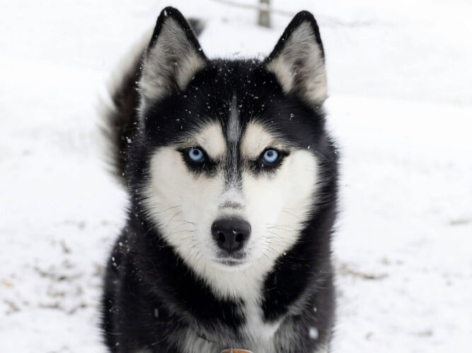 Portrait eines schwarz-weißen Huskys mit strahlend blauen Augen im Schnee, der direkt in die Kamera blickt.