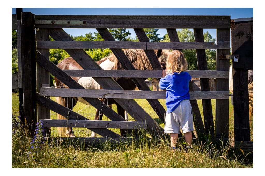 Kleinkind im blauen Pullover steht von hinten an einem rustikalen Holztor und schaut zu einem gescheckten Pony auf einer grünen Wiese.