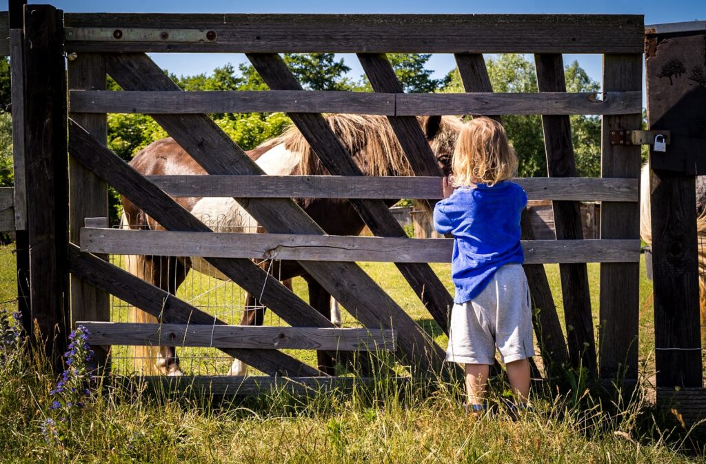 Kleinkind im blauen Pullover steht von hinten an einem rustikalen Holztor und schaut zu einem gescheckten Pony auf einer grünen Wiese.